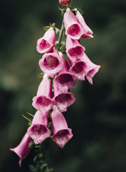 fleurs roses en macro